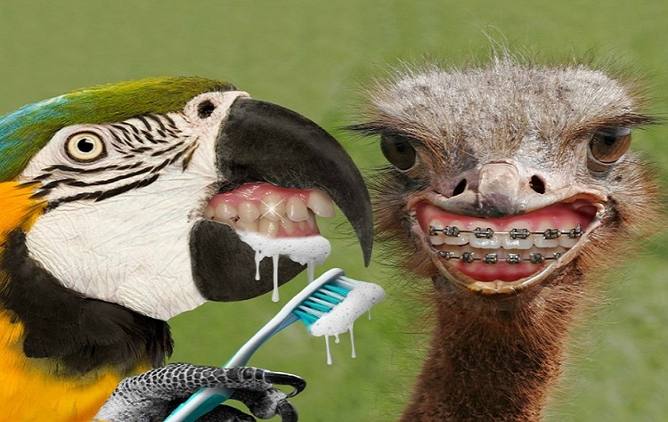 Страус Попугай